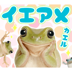 イエアメガル無双