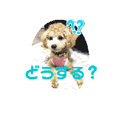 lulu_20250912231056