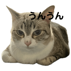 the cutest cat!!!