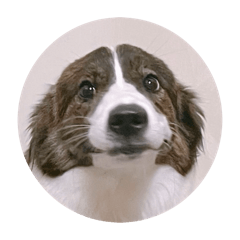 小菜Momo伊莉莎白