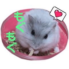 Moko(hamster) stamp