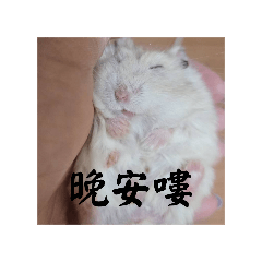 到底為什麼一直退，我只想紀念我家的倉鼠啊