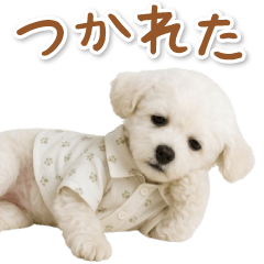 ネガティブな癒しトイプードル白