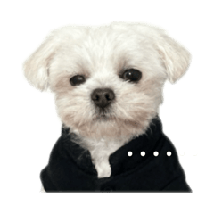 這是我的寶貝狗狗