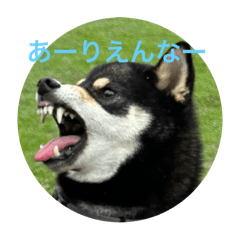 Hachi202509