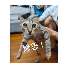 皮皮皮貓