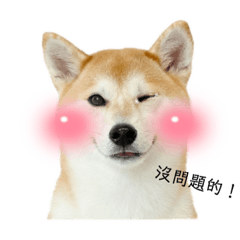 花枝丸の表情包