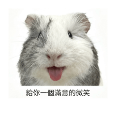 鼠葛日常