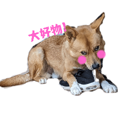 Takashi the Dog's Daily Life