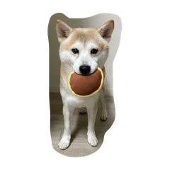 Shiba machi dog