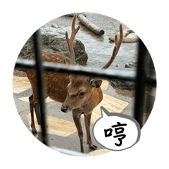 動物園莫名其妙拍到的表情包第二彈