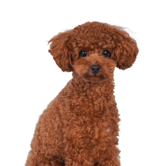 チョコちゃんの可愛いスタンプです！！