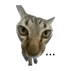 Pollixy_20250912135859