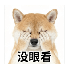 柴犬葉可愛也叫葉智凱
