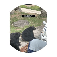 自己拍熊的貼圖2