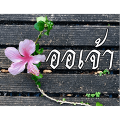 Thai Thai text