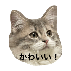 Pochi_20250913183406