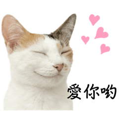 鄭Topaz的小劇場