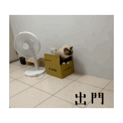 迪迪娜娜動起來