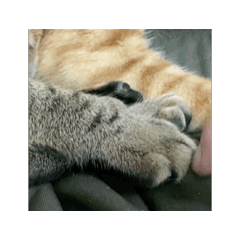 葉家咪因第一彈