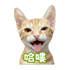 橘貓一郎‐有字版