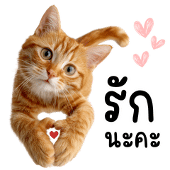 แมวส้มเพื่อนรัก - สายบุญ