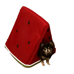 mizuki_20250913214010