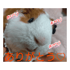 kokuhoumoruchan_20250914112127