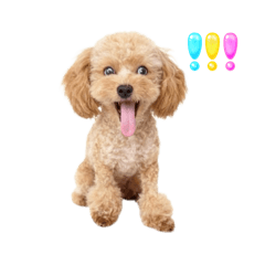 Nana貴賓狗實用日常貼圖