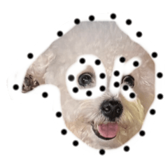 Lulu 比熊