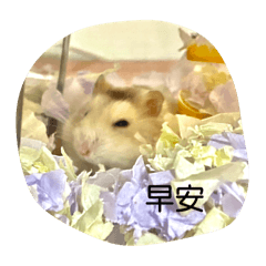 啾咪fe