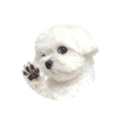 啾啾表情
