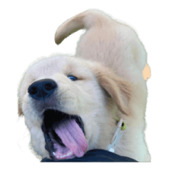 เลม่อนกู๊ดบอย v.2