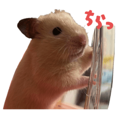 Kinako_20250913223852