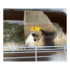 Sugar_20250914222135