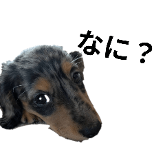 pet dog_20250914090756