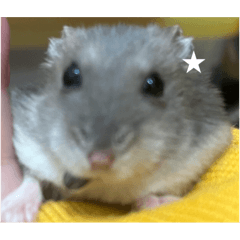 Akamaru_20250914111352