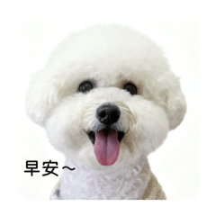 小可愛money