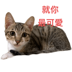 可可愛愛昆布Uni五吉