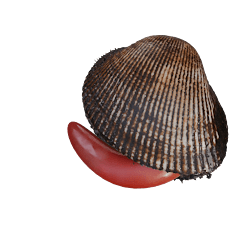 ハマ？それともハマグリ？