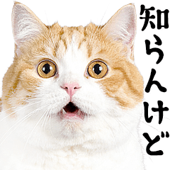 real cats meme / Kansai2