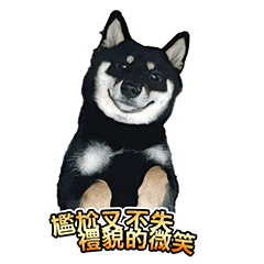 Daily Shiba by Your Side