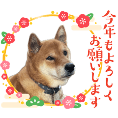 12   サンジ様　犬　①パターン