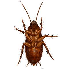Cockroach Prank 2 : Animated Ver