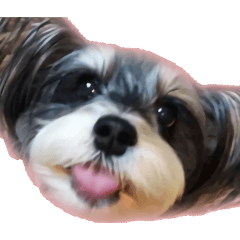 DJ Aki - Bi Miniature Schnauzer N/A