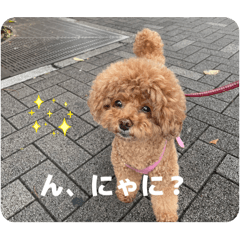 小美，一只玩具贵宾犬