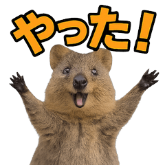 Happy Animal_Quokka Wallaby41