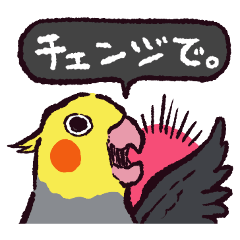 オカメインコです。