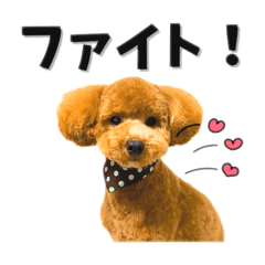 Cute dog coronavirus