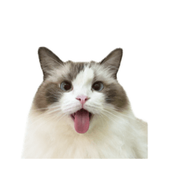 波妮の表情管理